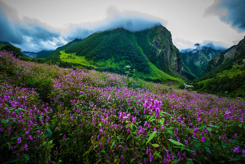 Tο εθνικό πάρκο της Ινδίας «Valley of Flowers» σε μαγεύει!