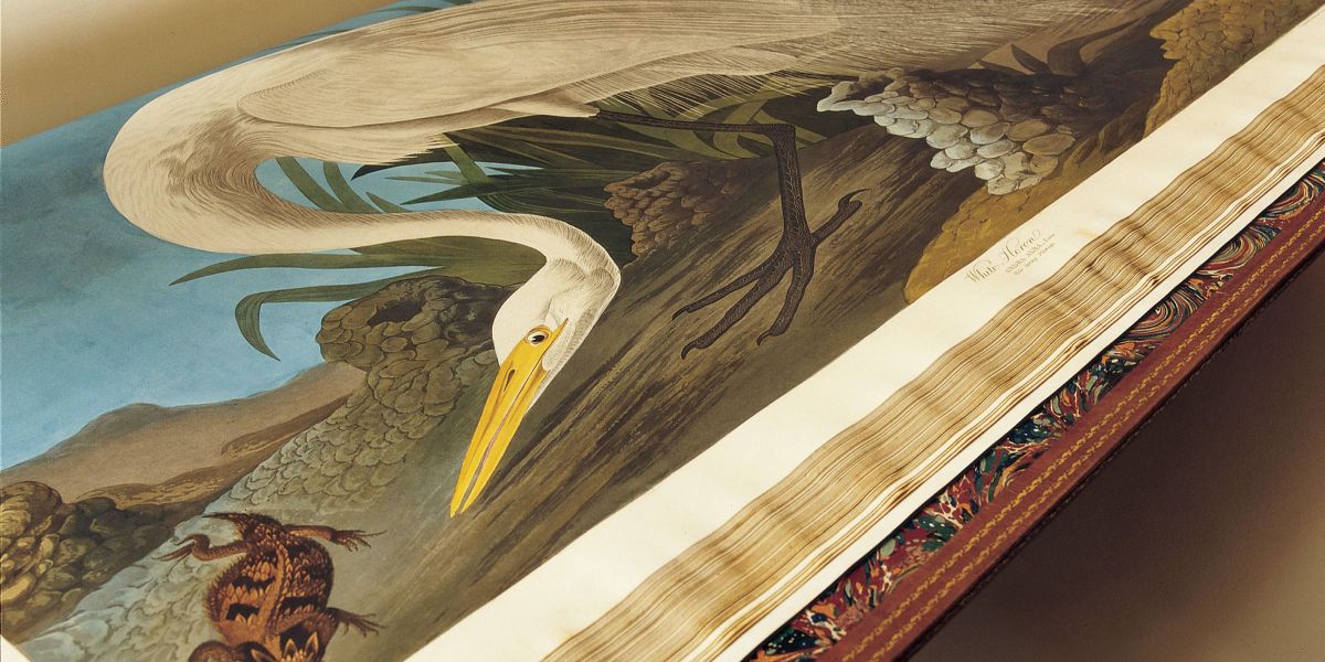 To «The Birds of America » ένα από τα ομορφότερα βιβλία του κόσμου, πωλήθηκε σε δημοπρασία