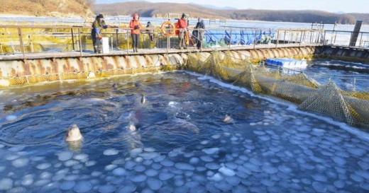Η Ρωσία έδωσε εντολή για την απελευθέρωση των φυλακισμένων φαλαινών