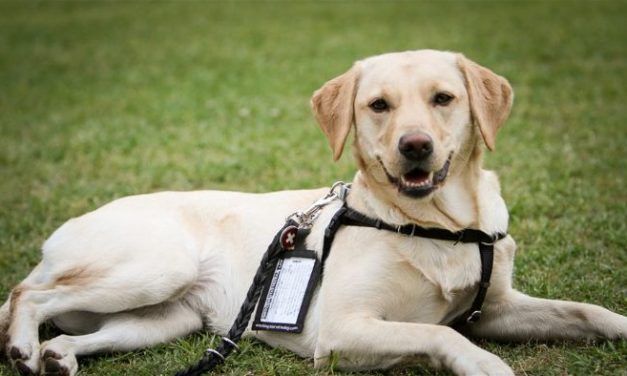 Σκύλοι βοηθοί στην υπηρεσία ατόμων με άνοια ή Alzheimer στη Θεσσαλονίκη
