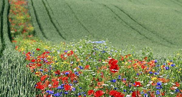 Αγρότες χρησιμοποιούν λουλούδια αντί για χημικά για να αντιμετωπίσουν τα παράσιτα
