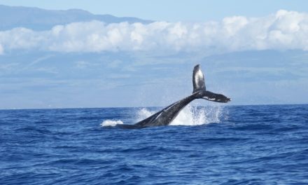 Φάλαινες απολαμβάνουν τη Μεσόγειο χωρίς πλοία – Σπάνια εμφάνιση στις ακτές της Μασσαλίας (video)