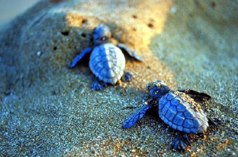 Ρεκόρ ωοτοκίας φέτος για τις χελώνες Καρέτα Καρέτα στη Ζάκυνθο