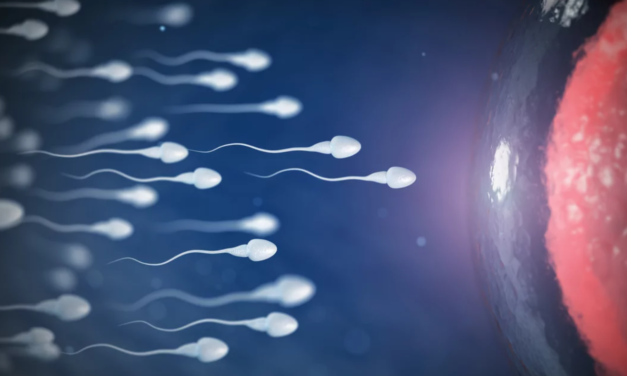 Νέα δεδομένα για την υπογονιμότητα: Ανακαλύφθηκε πρωτεΐνη που βοηθά την ένωση του σπερματοζωαρίου με το ωάριο