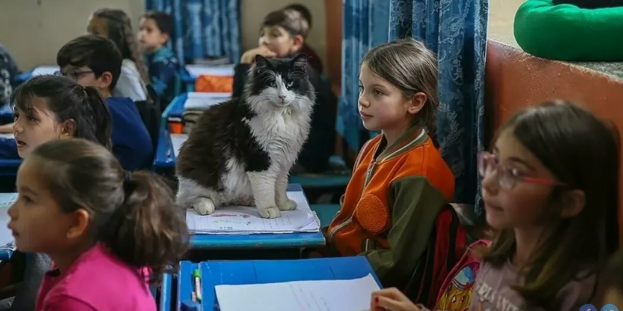 «Σχολείο με Πατούσες»: Το δημοτικό στην Τουρκία που φιλοξενεί περισσότερες γάτες από μαθητές