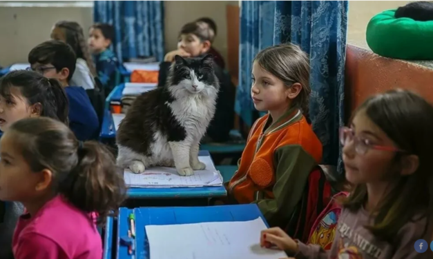 «Σχολείο με Πατούσες»: Το δημοτικό στην Τουρκία που φιλοξενεί περισσότερες γάτες από μαθητές