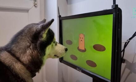 Βρετανική startup αναπτύσσει βιντεοπαιχνίδια για… σκύλους